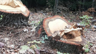 Служители от Регионалната дирекция по горите в Стара Загора са установили