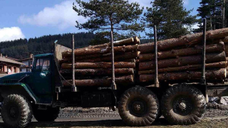Заловиха 4 бракониери, изсекли 154 дървета във Велико Търново
