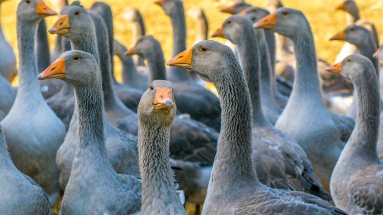 Франция унищожава патици заради птичия грип