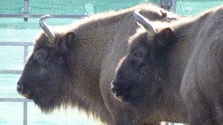 Стадото зубри в Източните Родопи се увеличи с още три животни