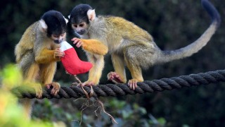 Повече от 70 пожарникари гасиха пожар в зоопарка в Лондон