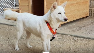 Председателят на Държавния съвет на КНДР Ким Чен Ун подари