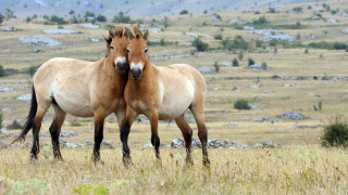 От Прага до Монголия дивите коне се завръщат в степите