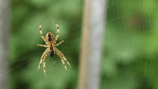 Има насекоми които определено не искаме да виждаме у дома