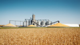  Цените на пшеницата на международния пазар стремглаво спадат 