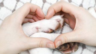 Сбогуването с домашния любимец е тежко Ако трябва да дадем