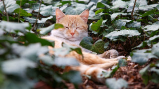 Днес облачността ще е променлива често намаляваща до предимно слънчево