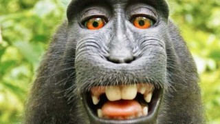 Фотограф спечели дело за правата върху маймунското селфи   