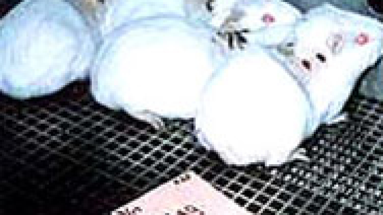 Изображение 22545