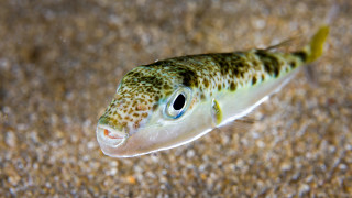 В дълбините на моретата живее една от най необикновените и мистериозни