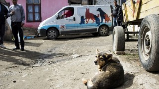 Жители на радомирско село се притесняват от приют за кучета
