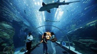 Евакуираха мола на Дубай заради теч в аквариума с акули