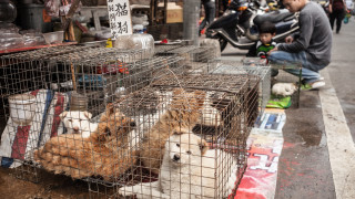 Китайският град, който забрани да се ядат кучета и котки
