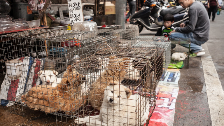 Китайският град, който забрани да се ядат кучета и котки