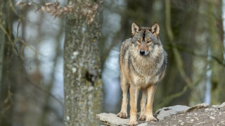 Испанският парламент гласува за отмяна на защитения статут на вълците