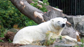 Почина най-възрастната бяла мечка