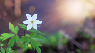 Министрите от кабинета Борисов 3 одобриха Годишния отчет за извършения през