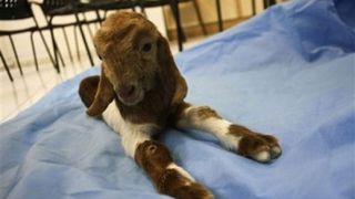 Иран клонира коза