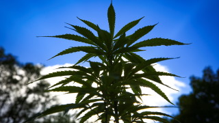 Вирджиния е първият южен щат, легализирал марихуаната