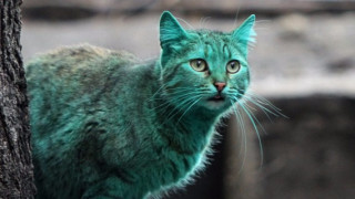 Мистерията на зелената котка от България Така от световната новинарска