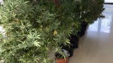 Бум на задържаната марихуана у нас