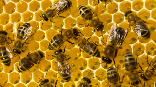 Пчеларите са оставени да се оправят сами като Барон