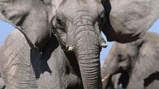Африканският слон може да изчезне до 20 години 