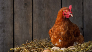 Българската агенция по безопасност на храните БАБХ установи огнище на