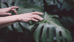 Защо не бива да пипаме растенията често