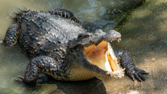 Футболистът, изяден от крокодил