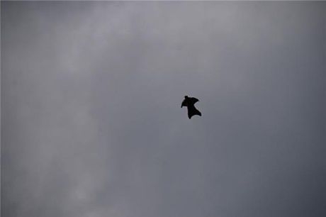 Руска легенда на екстремните спортове прелетя над хотел Санкт Петербург в Пловдив