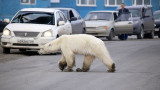  Полярна мечка се разхожда в сибирски град, надалеч от естественото й местообитание 