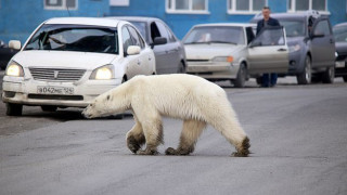 Полярна бяла мечка е забелязана в руски индустриален град в