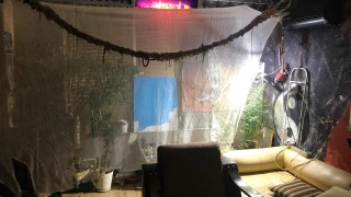 Полицаи от Бургас откриха близо килограм канабис и миниферма за отглеждане на