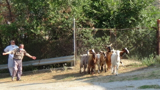 Девет огнища на бруцелоза са установени в Сливенско като осем