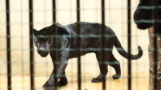 Жан и Жак - двата нови черни ягуара в Столичния зоопарк