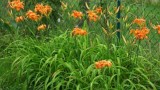 Внимавайте какво садите в градината си, какви цветя купувате и изхвърляте