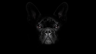 Смятате ли че знаете всичко за кучето си Помислете отново