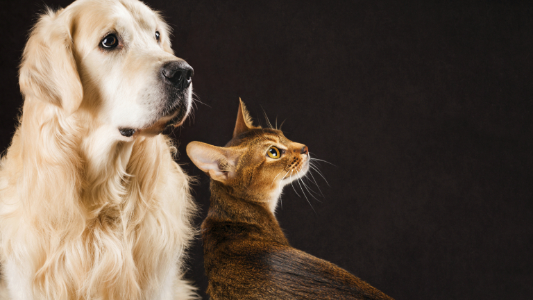Кучета и котки в кампания "за" и "против" Брекзит 