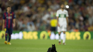 ВИДЕО: Черна котка финтира звездите на Барселона