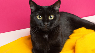 Брюксел 18 юни 2025 г — Европейският парламент прие с