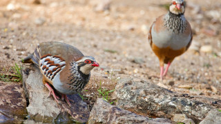 Откриха ново огнище на птичи грип в Пловдивско съобщава Българската