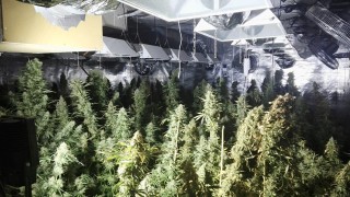 Разбиха модерна нарколаборатория за марихуана в Шипка