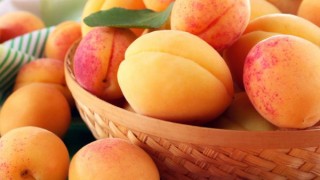 Богатата реколта от кайсии е застрашена заради липса на берачи