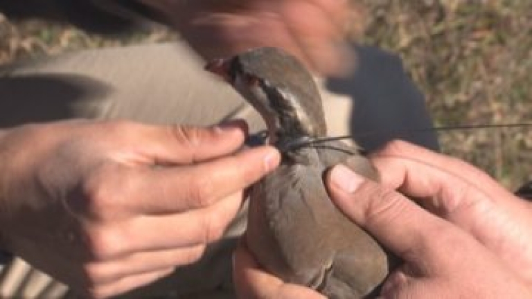 За първи път у нас разселиха изчезващия вид планински кеклик