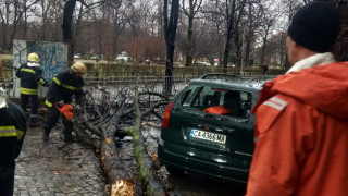 Силният вятър изпочупи клони в София