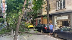 Дърво падна в центъра на София
