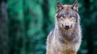 Със 371 гласа за 162 против и 37 въздържал се