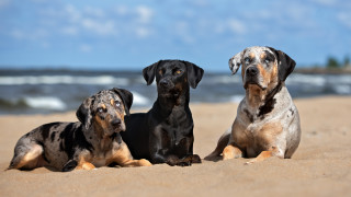 9 от най-редките породи кучета