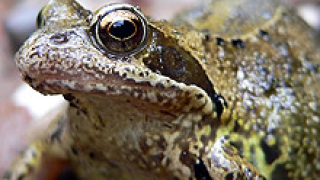 Пребиха бургазлия, докато ловил жаби